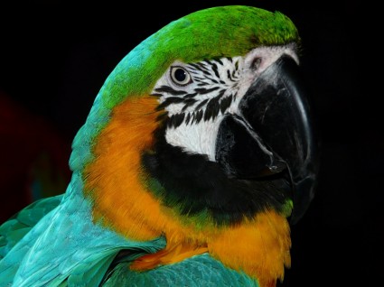 parrot_bird_animal_222693