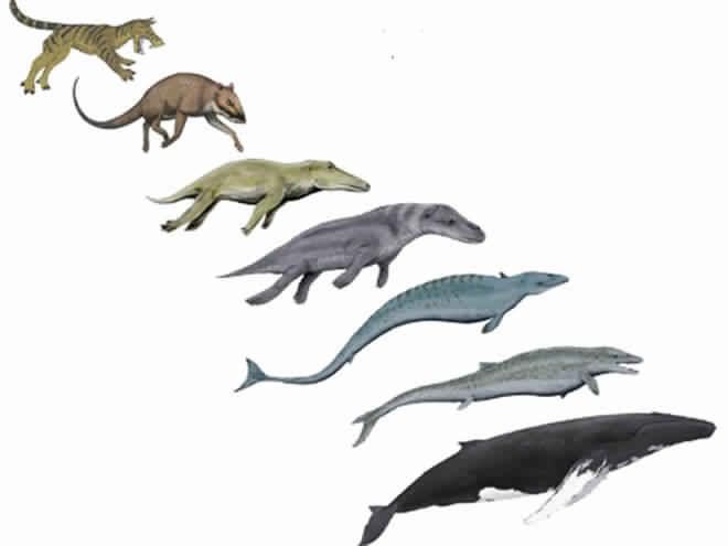 whale-evolution