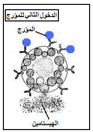 immuno6