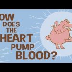 كيف يضخ القلب الدم