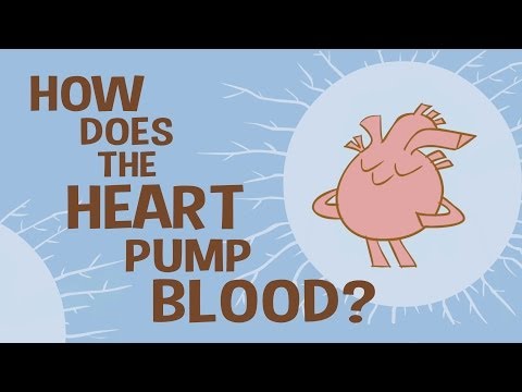 كيف يضخ القلب الدم