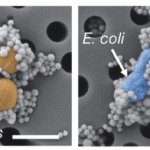 صورة مجهرية للكريات المغناطيسية تحيط ببكتيريا "إشيريشيا كولي" (باللون الأزرق) وبالمكورات العنقودية الذهبية (باللون الأصفر) – ألوان غير طبيعية