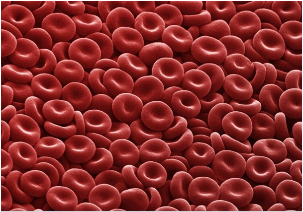 كريات الدم الحمراء، خلايا بدون نواة