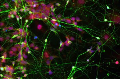 إعادة برمجة الخلايا: أداة جديدة في مكافحة الأمراض