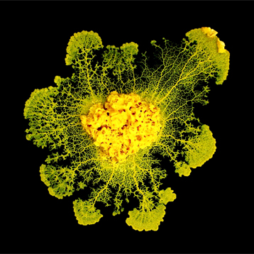 كائن حي وحيد الخلية من الطلائعيات يدعى فيزروم بوليسيفالوم