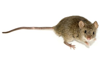 الفئران احتلت منازلنا منذ 15 ألف سنة الماضية